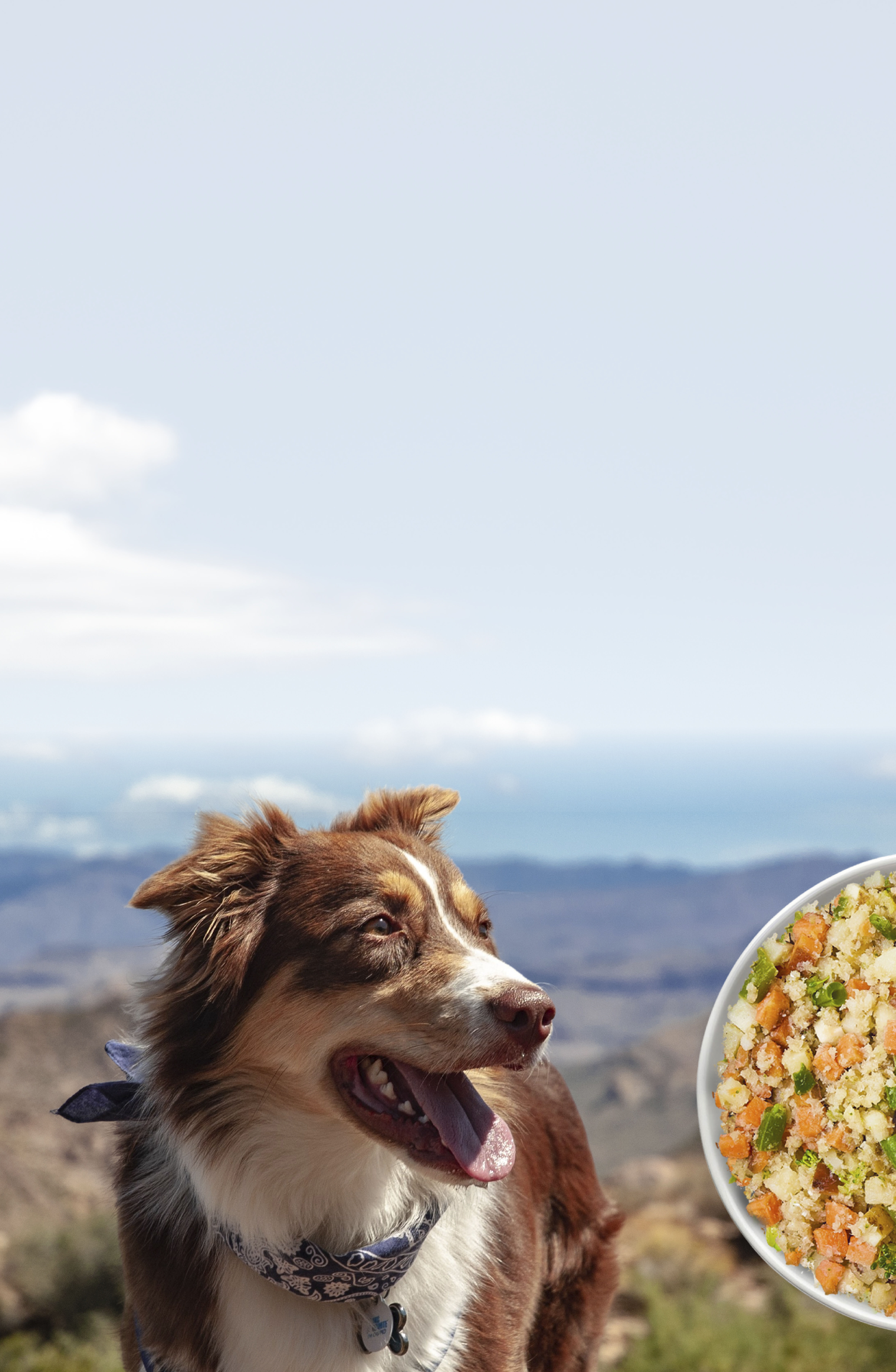 dog food home delivery