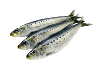 Whole Atlantic Sardines