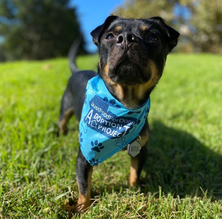 The Adoption Project