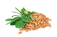Fenugreek