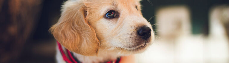 How Much Should I Feed My Puppy Vet Approved Puppy Feeding Guide