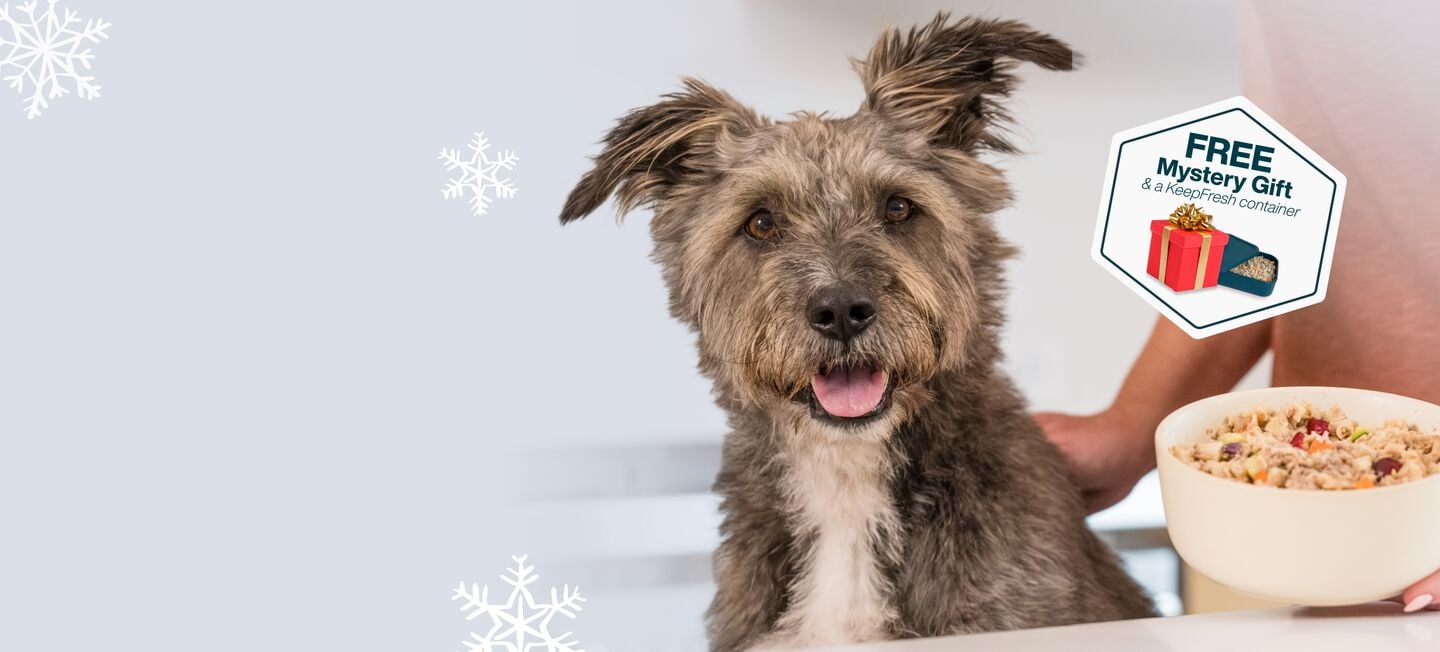 picture of a dog enjoying a bowl of fresh dog food