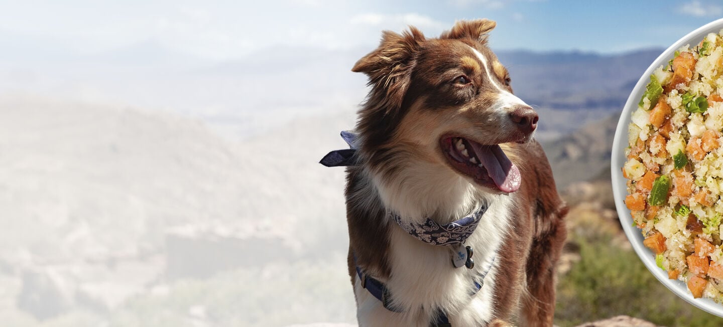 picture of a happy dog with an overlay of fresh dog food bowl