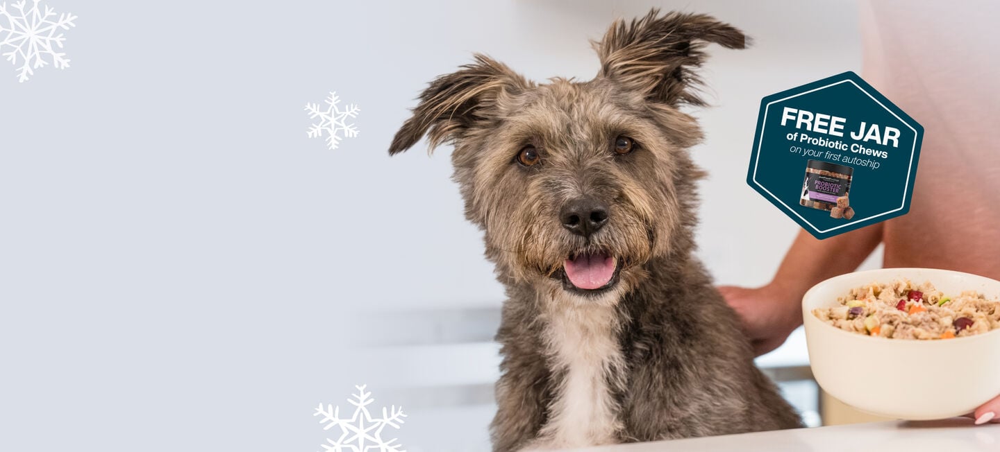 picture of a dog with a bowl of food