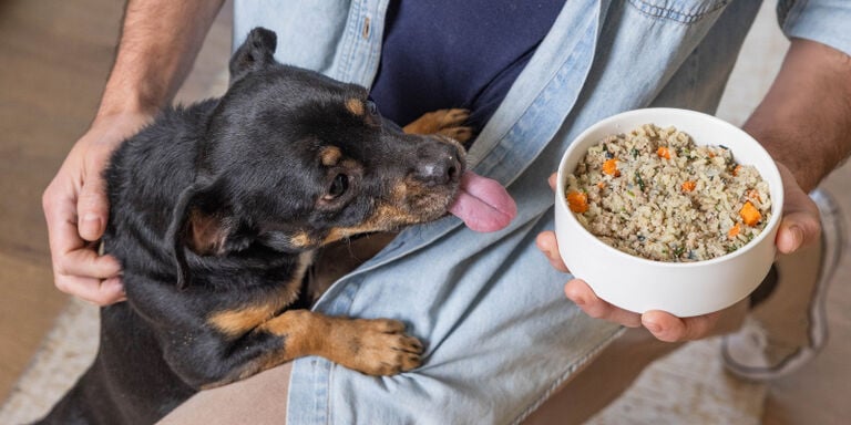 cute dog licking dog bowl on human's lap