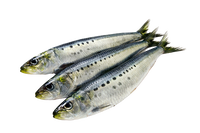 Whole Atlantic Sardines
