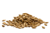 Barley