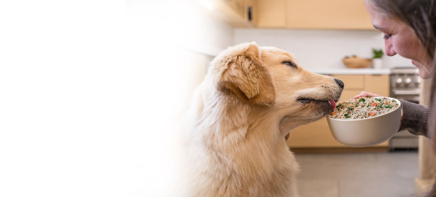picture of a dog enjoying a bowl of fresh dog food