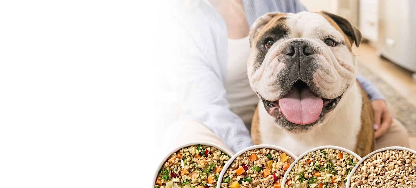 dog with four dog food options