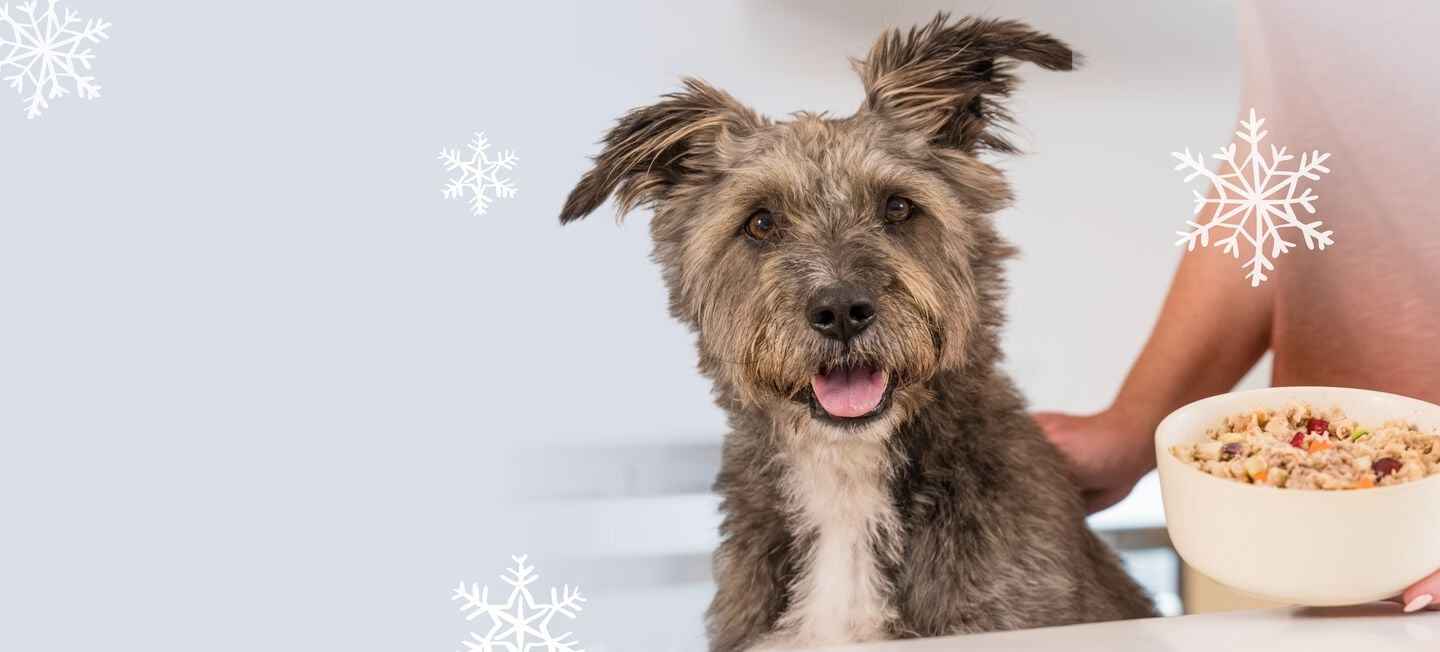 picture of a dog enjoying a bowl of fresh dog food