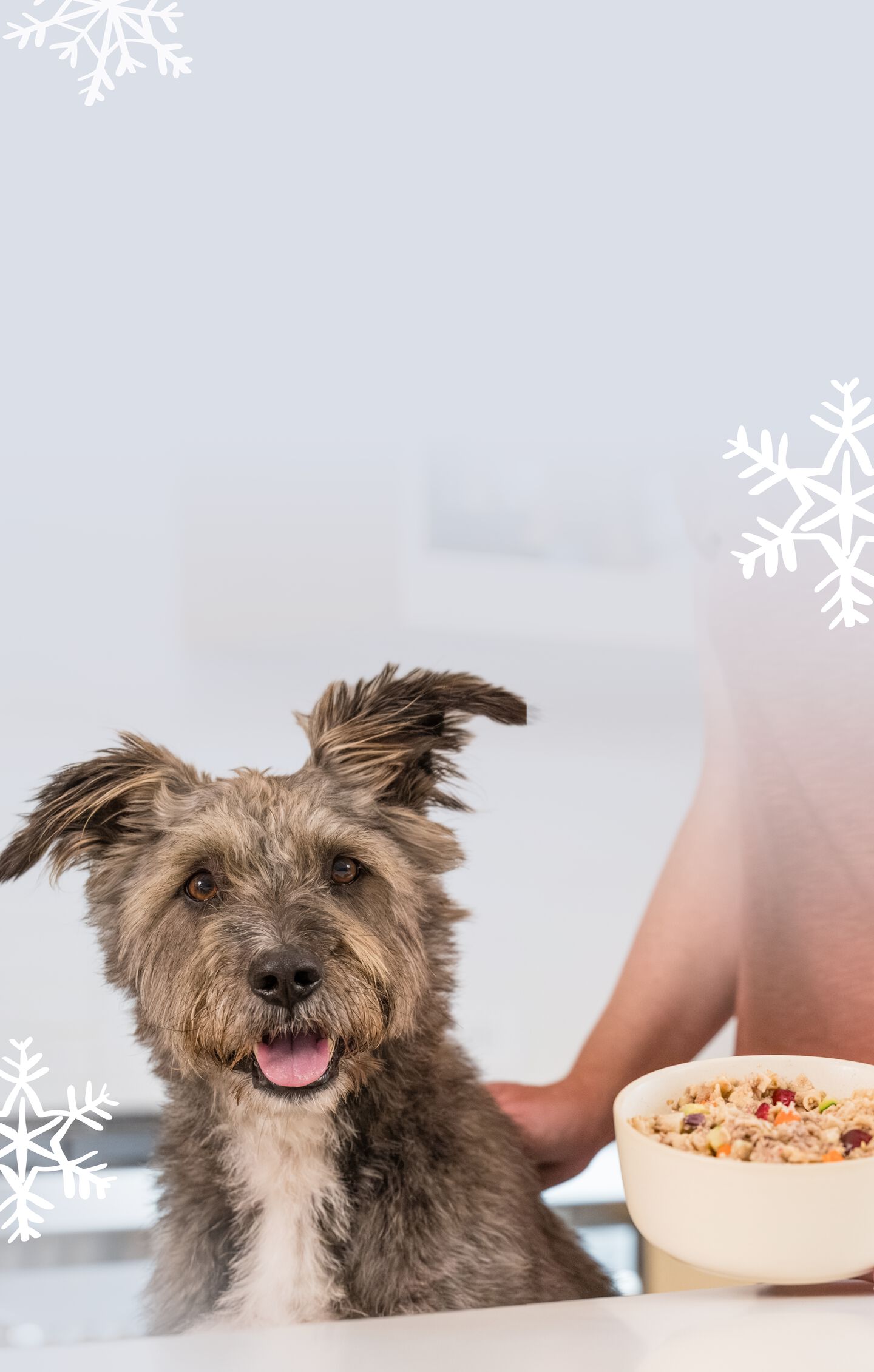 picture of a dog enjoying a bowl of fresh dog food