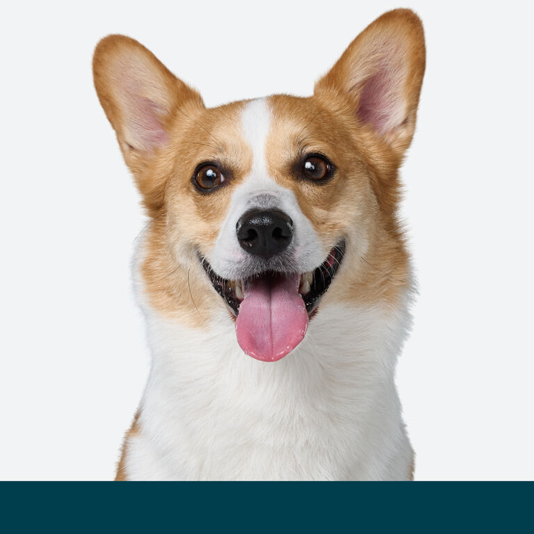 happy dog