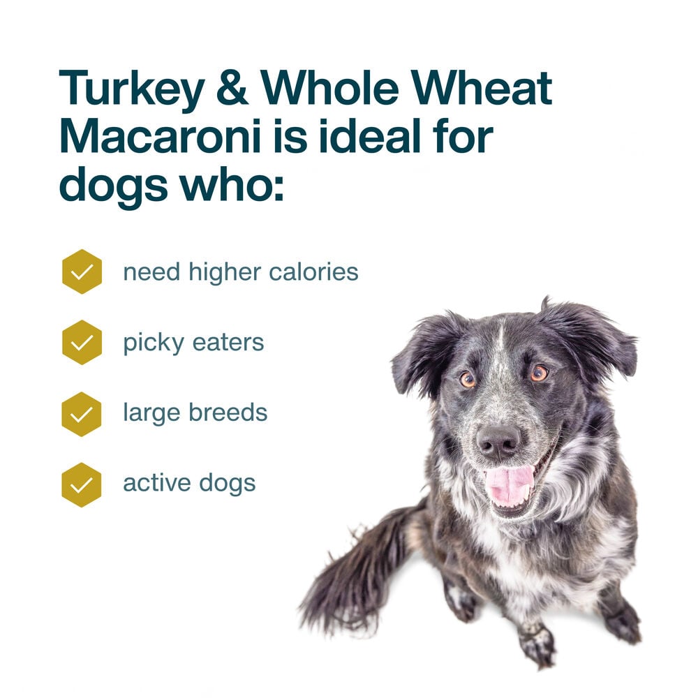 Turkey & Whole Wheat Macaroni Recipe
