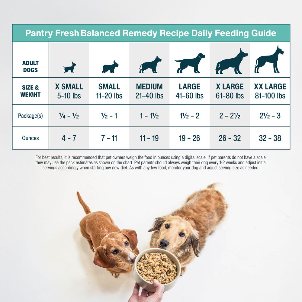 How Much Food Should I Feed My Adult Dog: Expert Feeding Guide