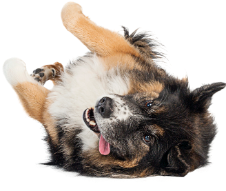 A big silly dog laying on his back with his tongue sticking out