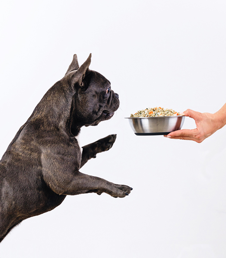 french bulldog getting bowl of food