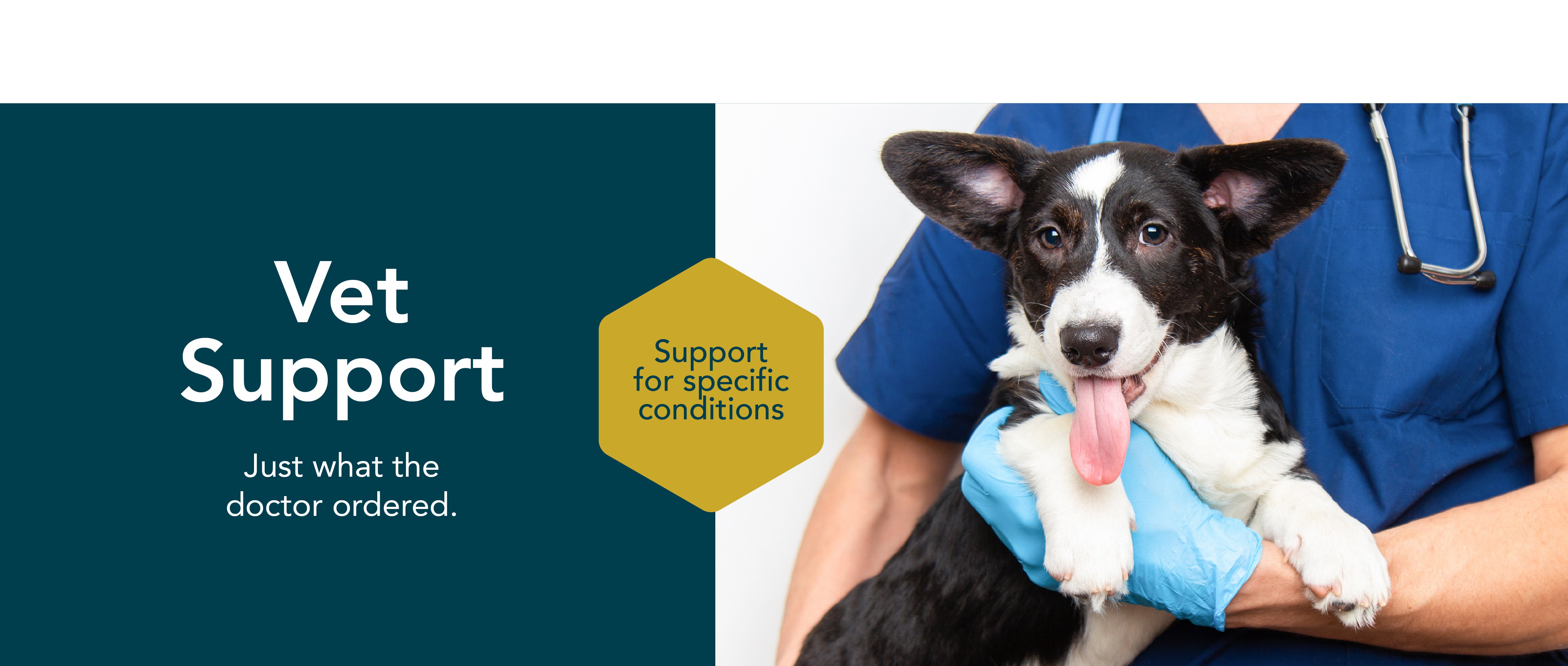 healthy meals for dogs banner