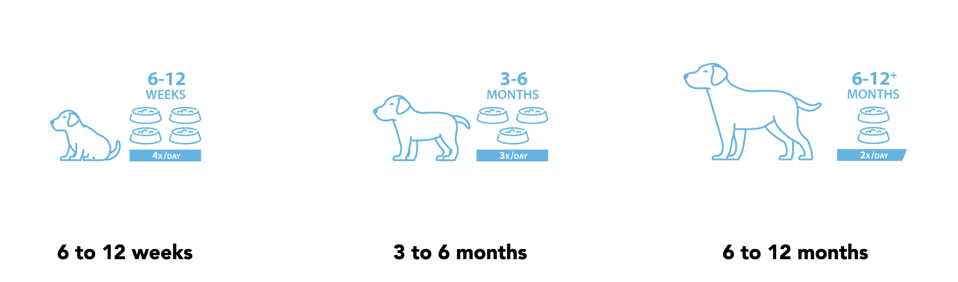 how many times a day puppies eat infographic