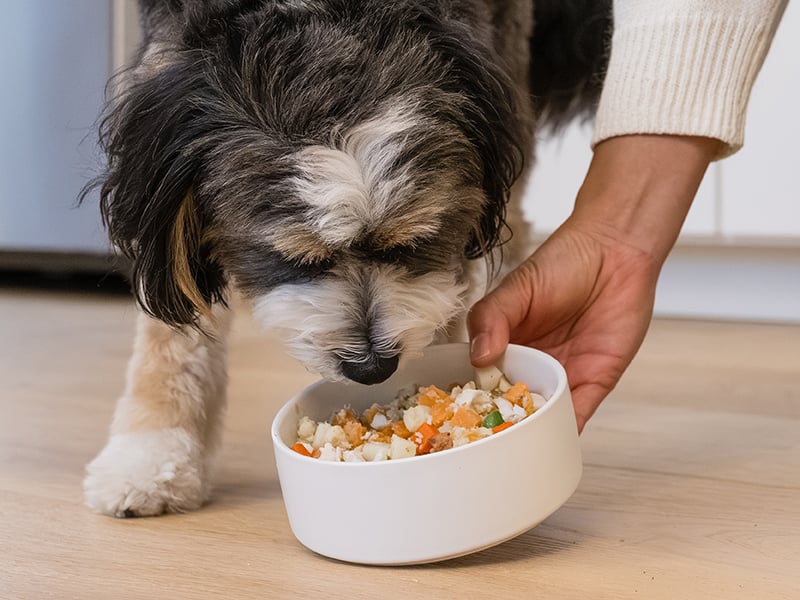 an assortment of just food for dogs products