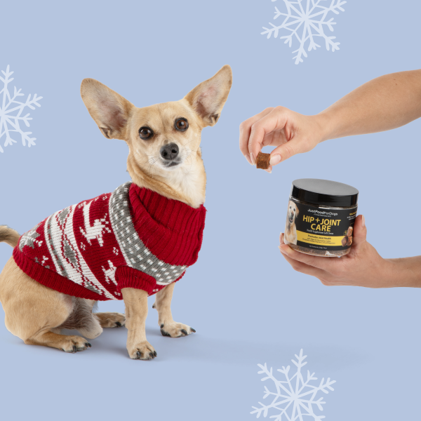 dog waits for a chewable supplement