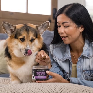 dog waits for a chewable supplement