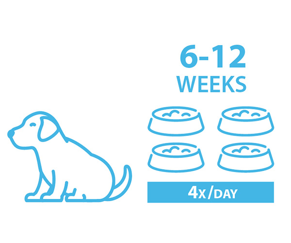 how often should i feed a 5 week old puppy