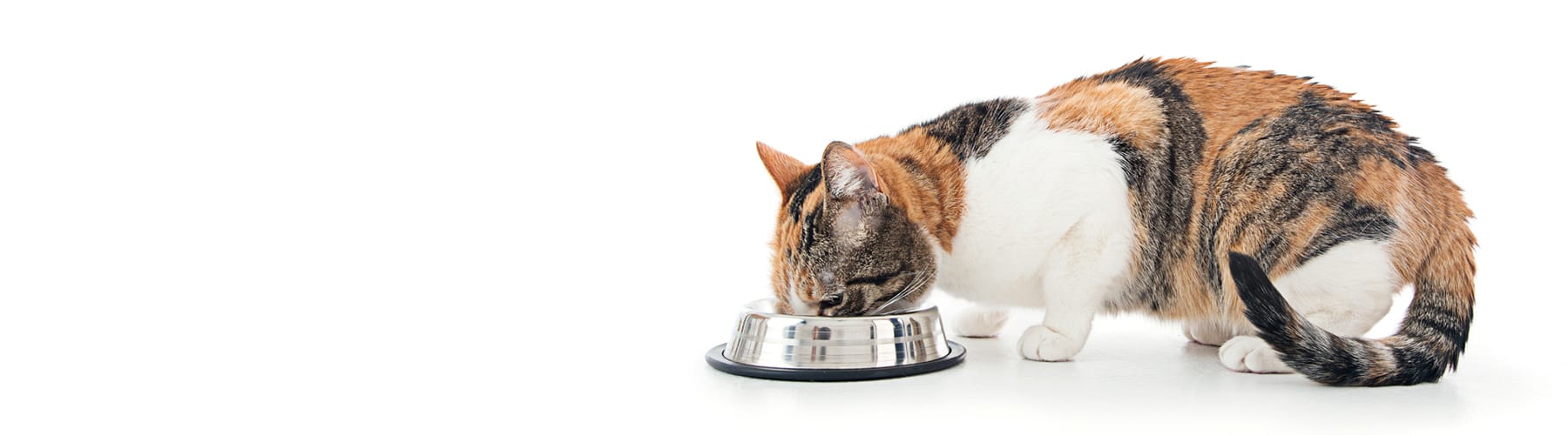 Healthy cat food banner tablet