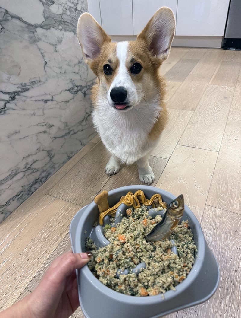 brown dog licking lips by food bowl