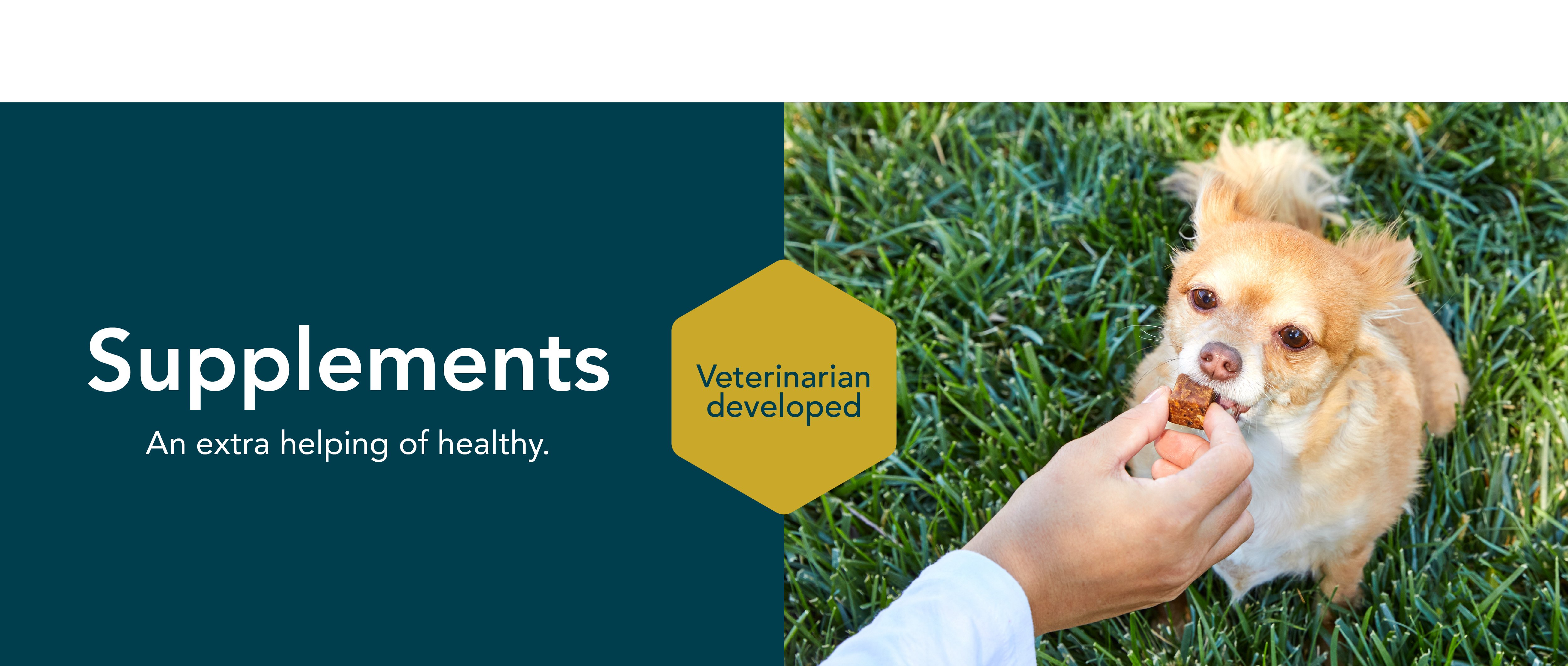 healthy meals for dogs banner