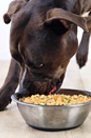 a dog sitting with his pet parent, eating a big bowl of just food for dogs turkey and whole wheat macaroni recipe