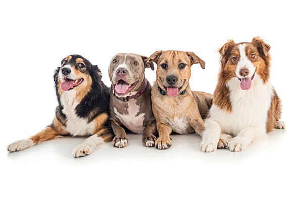 4 smiling dogs laying next to each other