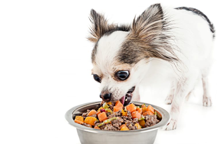 what should i feed my puppy chihuahua