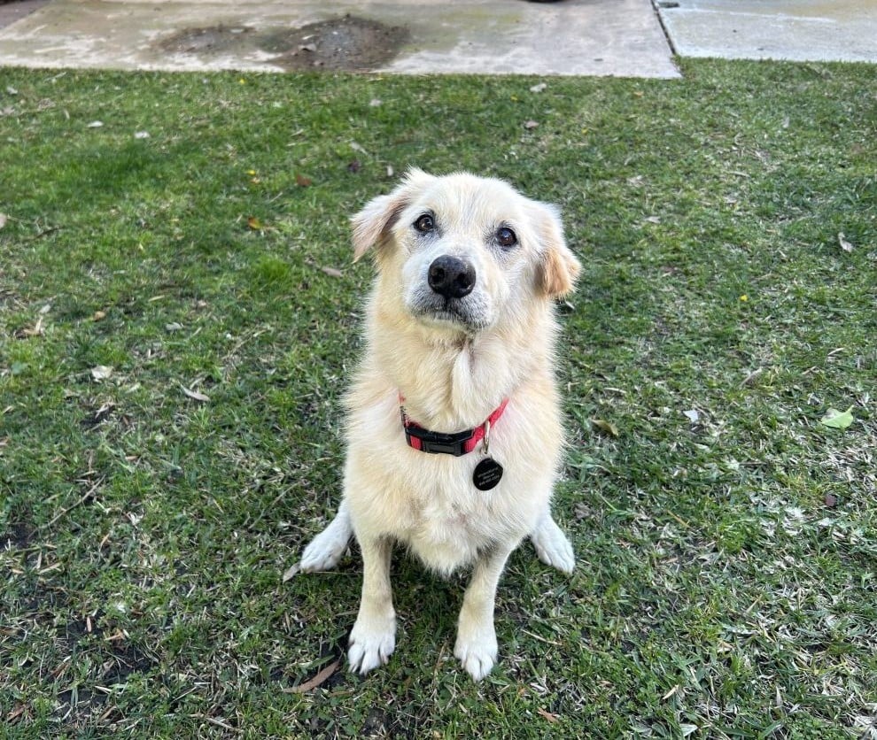 chihuahua mix