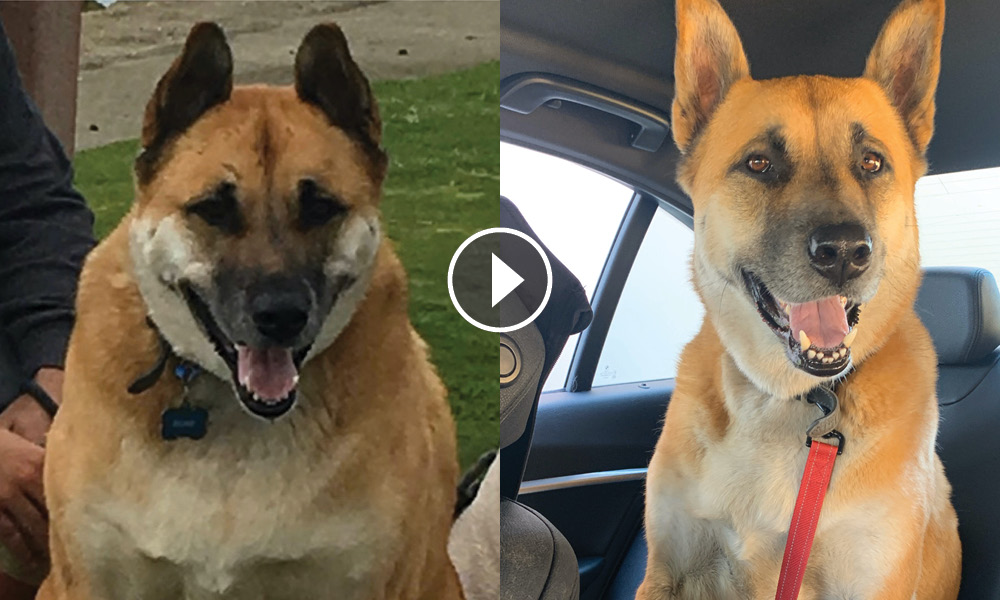 JustFoodForDogs OFFICIAL