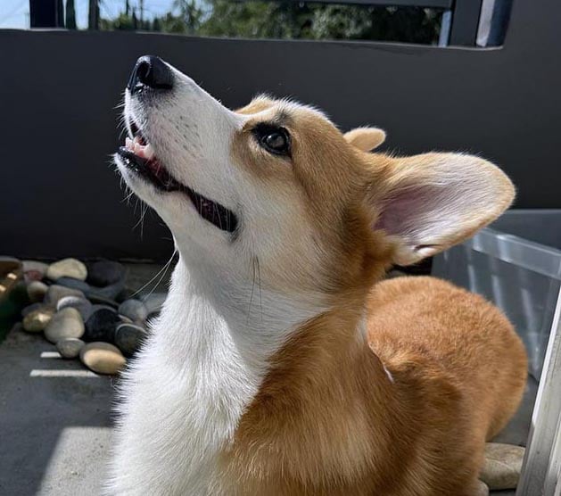 corgi