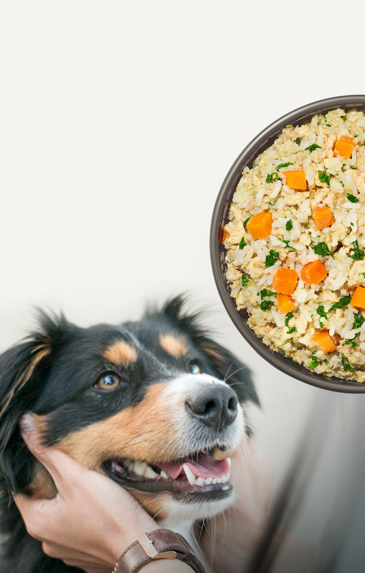 Why You Should Always Weigh Your Pet's Food
