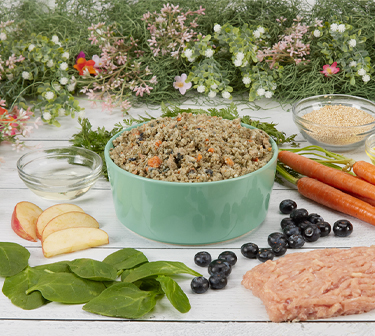 justfoodfordogs chicken salad seasonal special meal in a bowl surrounded by fresh ingredients