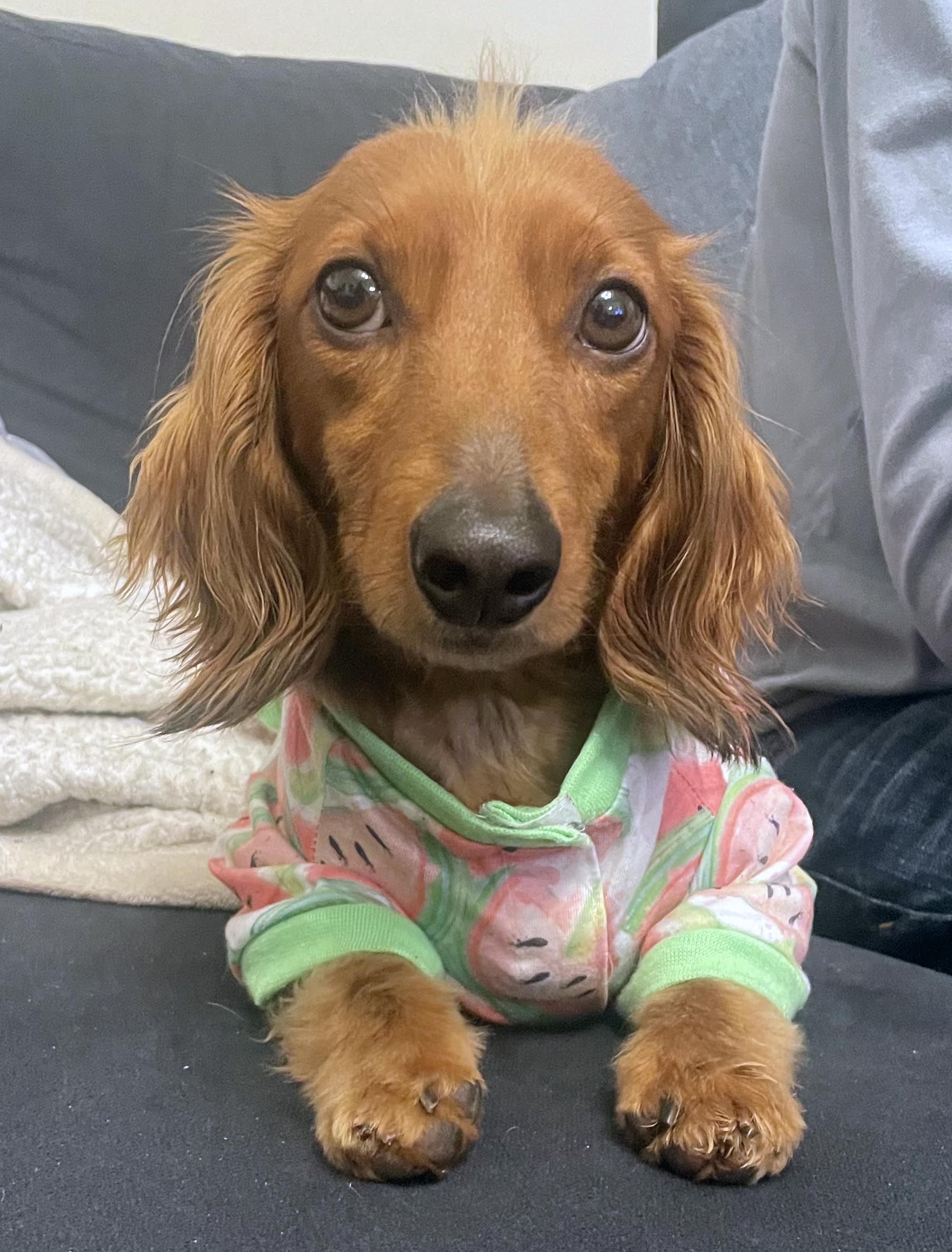 daschund dog in jammies