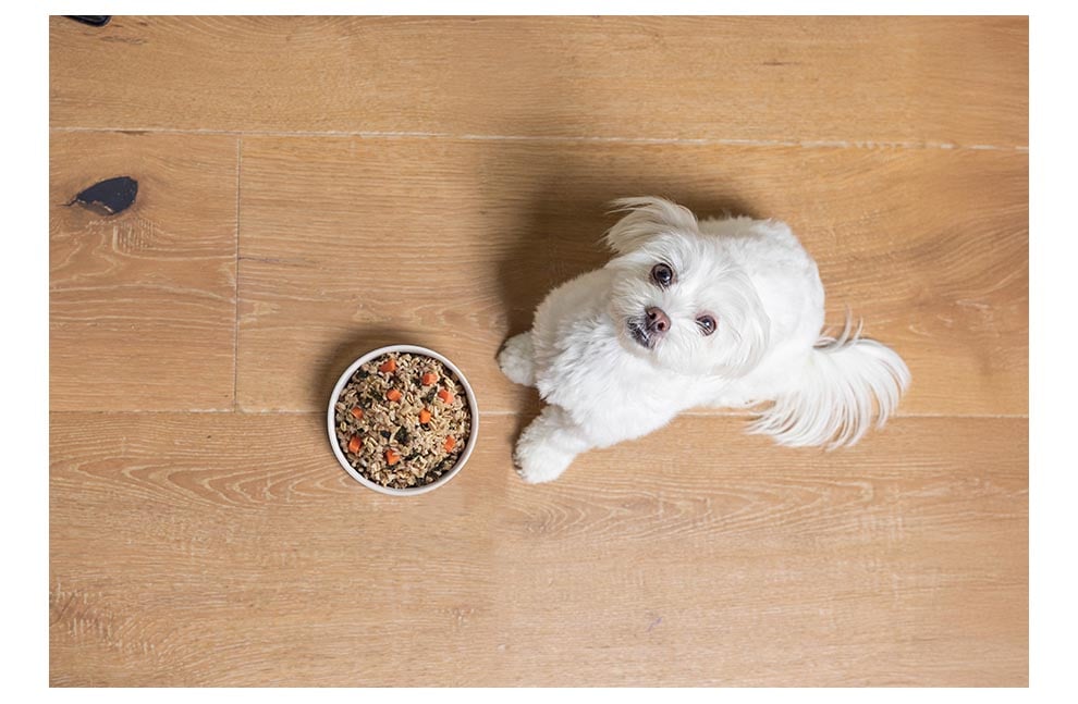 puppy feeding chart by weight