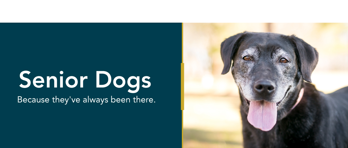 healthy meals for dogs banner