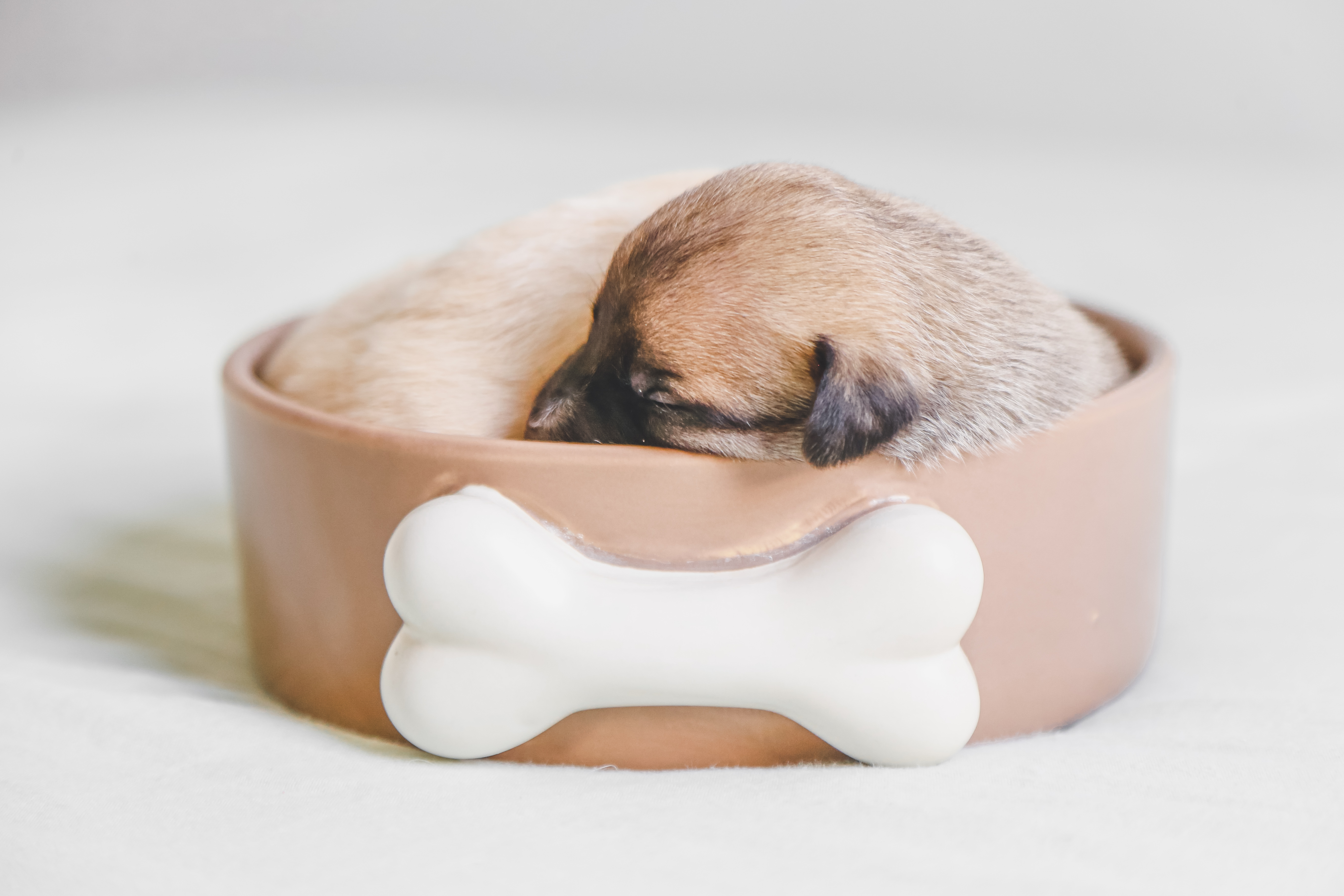 Puppy sleeping in a pet bowl