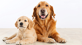 a golden retriever puppy next to a senior golden retriever with an example of our dog food feeding calculator start page