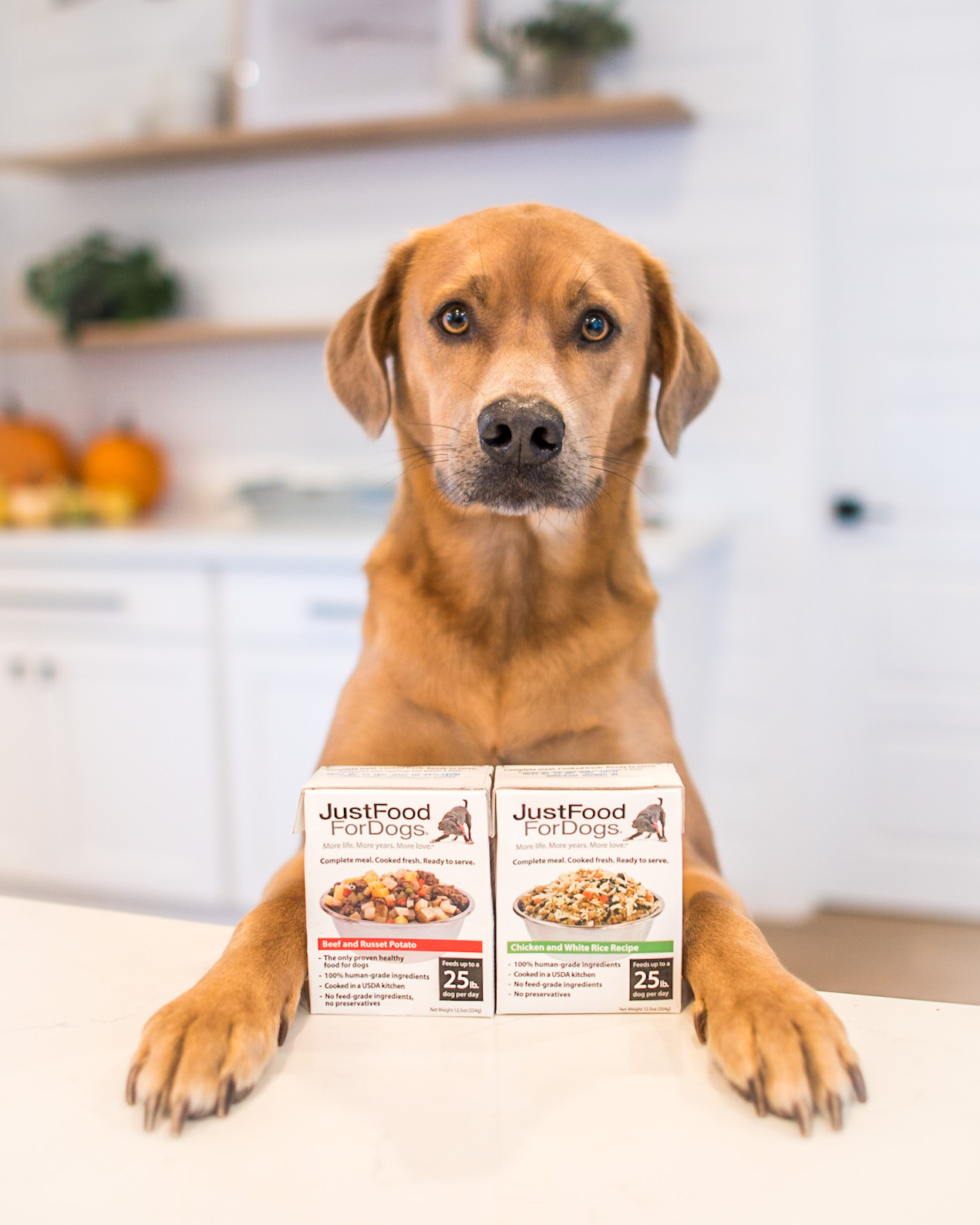 henry and finn for justfoodfordogs