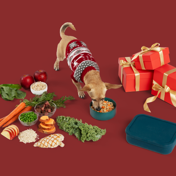 dog with bowl of food and holiday gifts