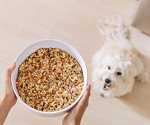fresh dog food bowl above little dog in background