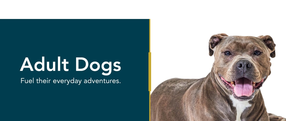 healthy meals for dogs banner