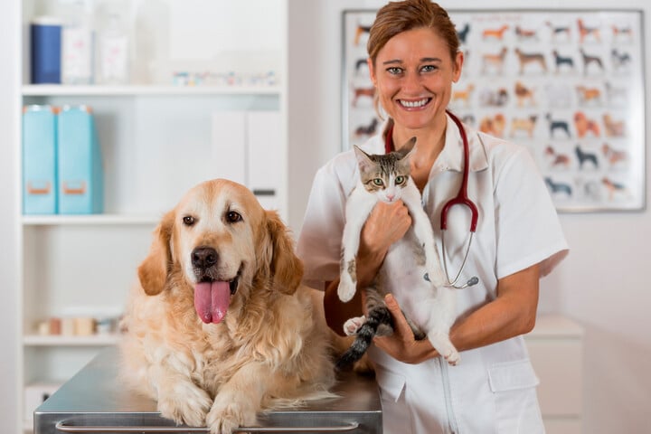 vet with dog