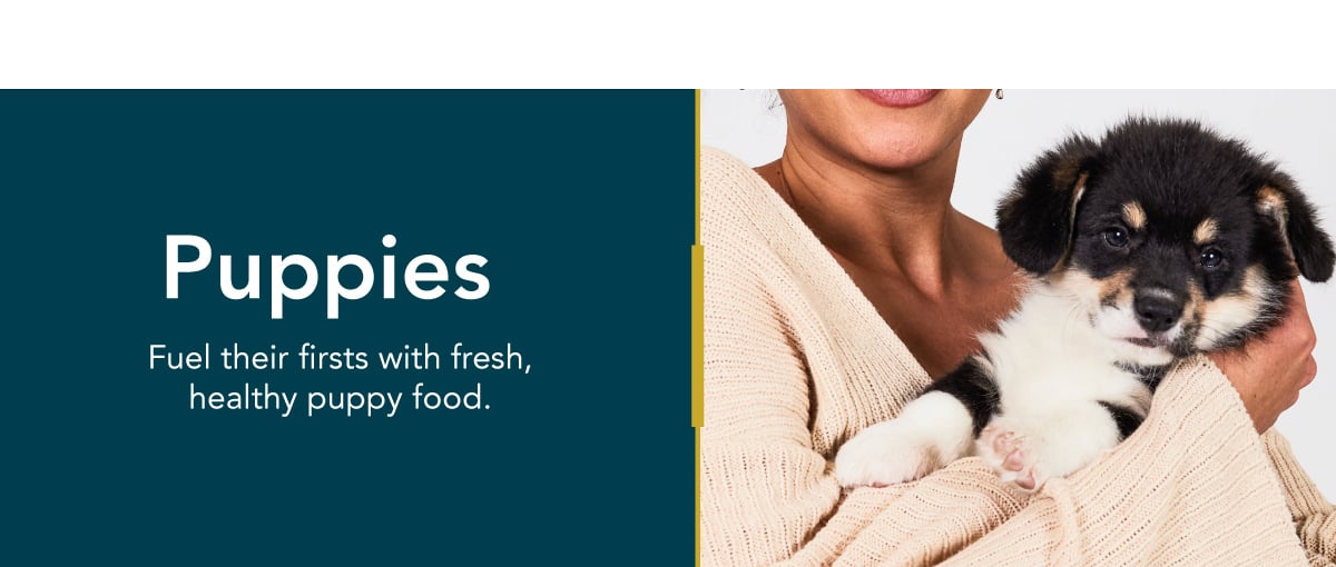 healthy meals for dogs banner