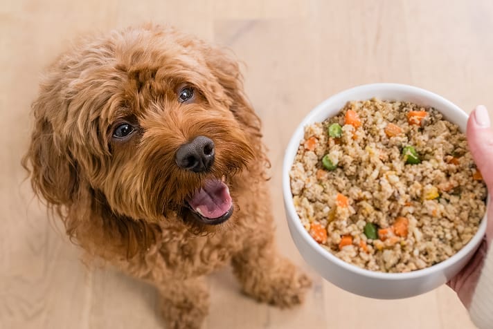 dog waiting for bowl of dog food