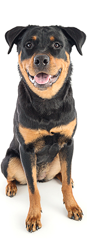 a smiling young rottweiler